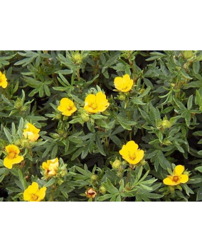 Перстач чагарниковий / Лапчатка кущова Кобольд | Potentilla fruticosa Kobold | Лапчатка кустарниковая Кобольд