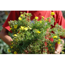 Перстач чагарниковий / Лапчатка кущова Кобольд | Potentilla fruticosa Kobold | Лапчатка кустарниковая Кобольд