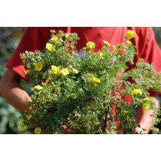 Перстач чагарниковий / Лапчатка кущова Кобольд | Potentilla fruticosa Kobold | Лапчатка кустарниковая Кобольд