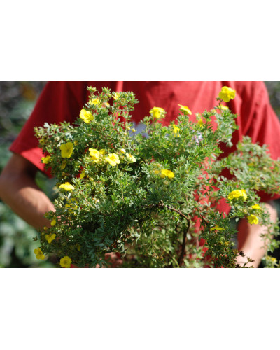 Перстач чагарниковий / Лапчатка кущова Кобольд | Potentilla fruticosa Kobold | Лапчатка кустарниковая Кобольд