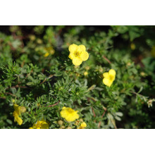 Перстач чагарниковий / Лапчатка кущова Кобольд | Potentilla fruticosa Kobold | Лапчатка кустарниковая Кобольд