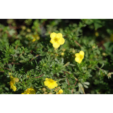 Перстач чагарниковий / Лапчатка кущова Кобольд | Potentilla fruticosa Kobold | Лапчатка кустарниковая Кобольд