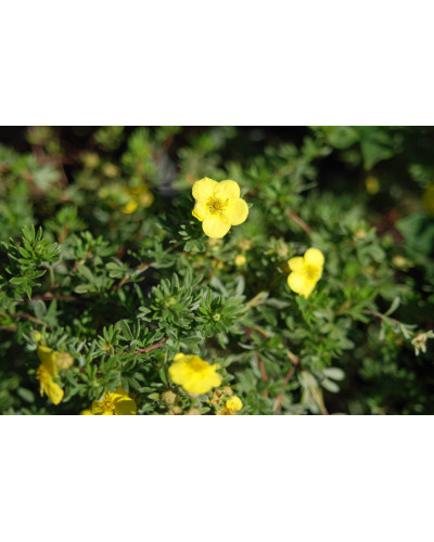 Перстач чагарниковий / Лапчатка кущова Кобольд | Potentilla fruticosa Kobold | Лапчатка кустарниковая Кобольд
