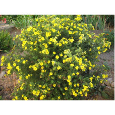 Перстач чагарниковий / Лапчатка кущова Кобольд | Potentilla fruticosa Kobold | Лапчатка кустарниковая Кобольд