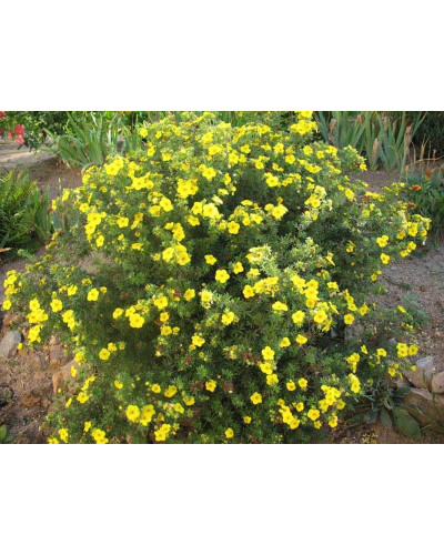 Перстач чагарниковий / Лапчатка кущова Кобольд | Potentilla fruticosa Kobold | Лапчатка кустарниковая Кобольд