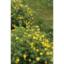 Перстач чагарниковий / Лапчатка кущова Елізабет | Potentilla fruticosa Elizabeth | Лапчатка кустарниковая Элизабет