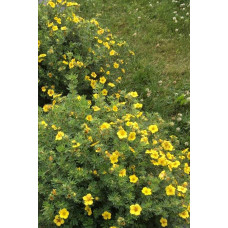 Перстач чагарниковий / Лапчатка кущова Елізабет | Potentilla fruticosa Elizabeth | Лапчатка кустарниковая Элизабет