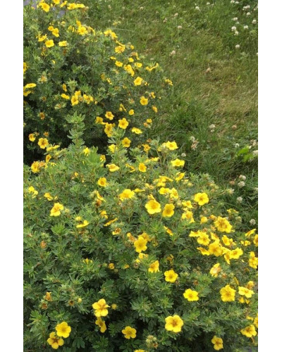 Перстач чагарниковий / Лапчатка кущова Елізабет | Potentilla fruticosa Elizabeth | Лапчатка кустарниковая Элизабет