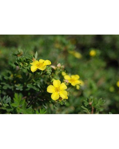 Перстач чагарниковий / Лапчатка кущова Елізабет | Potentilla fruticosa Elizabeth | Лапчатка кустарниковая Элизабет