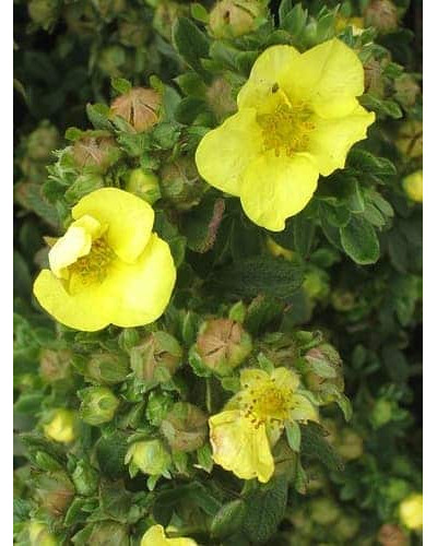 Перстач чагарниковий / Лапчатка кущова Елізабет | Potentilla fruticosa Elizabeth | Лапчатка кустарниковая Элизабет