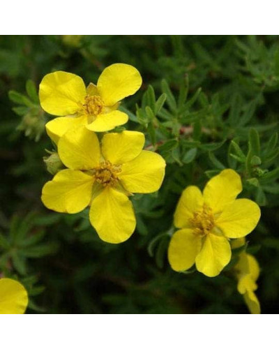 Перстач чагарниковий / Лапчатка кущова Елізабет | Potentilla fruticosa Elizabeth | Лапчатка кустарниковая Элизабет