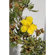 Перстач чагарниковий / Лапчатка кущова Елізабет | Potentilla fruticosa Elizabeth | Лапчатка кустарниковая Элизабет