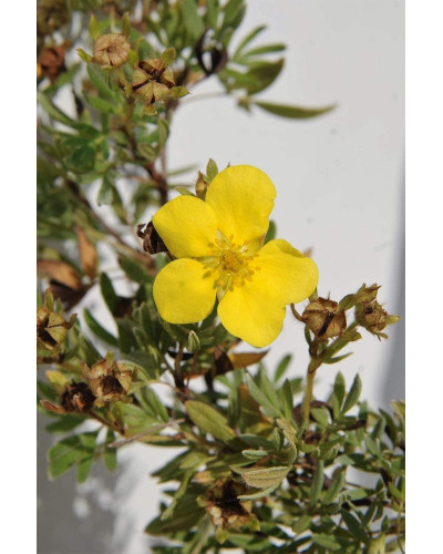 Перстач чагарниковий / Лапчатка кущова Елізабет | Potentilla fruticosa Elizabeth | Лапчатка кустарниковая Элизабет