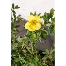 Перстач чагарниковий / Лапчатка кущова Елізабет | Potentilla fruticosa Elizabeth | Лапчатка кустарниковая Элизабет