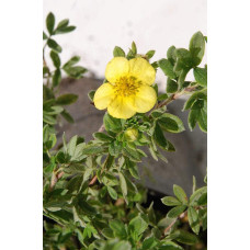 Перстач чагарниковий / Лапчатка кущова Елізабет | Potentilla fruticosa Elizabeth | Лапчатка кустарниковая Элизабет