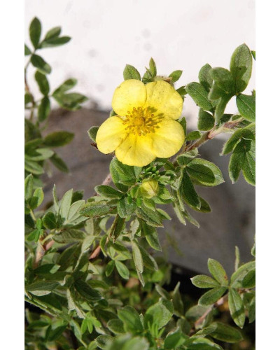 Перстач чагарниковий / Лапчатка кущова Елізабет | Potentilla fruticosa Elizabeth | Лапчатка кустарниковая Элизабет