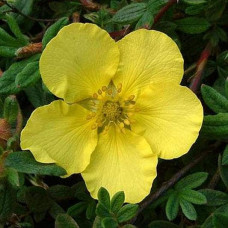Перстач чагарниковий / Лапчатка кущова Елізабет | Potentilla fruticosa Elizabeth | Лапчатка кустарниковая Элизабет