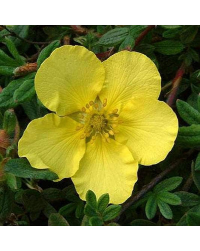 Перстач чагарниковий / Лапчатка кущова Елізабет | Potentilla fruticosa Elizabeth | Лапчатка кустарниковая Элизабет