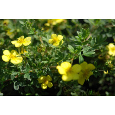 Перстач чагарниковий / Лапчатка кущова Елізабет | Potentilla fruticosa Elizabeth | Лапчатка кустарниковая Элизабет