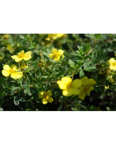 Перстач чагарниковий / Лапчатка кущова Елізабет | Potentilla fruticosa Elizabeth | Лапчатка кустарниковая Элизабет