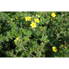 Перстач чагарниковий / Лапчатка кущова Елізабет | Potentilla fruticosa Elizabeth | Лапчатка кустарниковая Элизабет