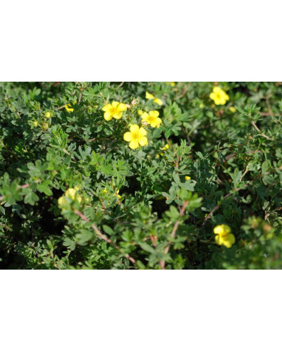 Перстач чагарниковий / Лапчатка кущова Елізабет | Potentilla fruticosa Elizabeth | Лапчатка кустарниковая Элизабет