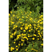 Перстач чагарниковий / Лапчатка кущова Голдфінгер | Potentilla fruticosa Goldfinger | Лапчатка кустарниковая Голдфингер