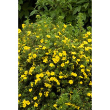 Перстач чагарниковий / Лапчатка кущова Голдфінгер | Potentilla fruticosa Goldfinger | Лапчатка кустарниковая Голдфингер
