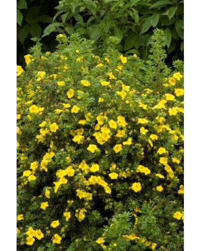 Перстач чагарниковий / Лапчатка кущова Голдфінгер | Potentilla fruticosa Goldfinger | Лапчатка кустарниковая Голдфингер
