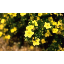 Перстач чагарниковий / Лапчатка кущова Голдфінгер | Potentilla fruticosa Goldfinger | Лапчатка кустарниковая Голдфингер