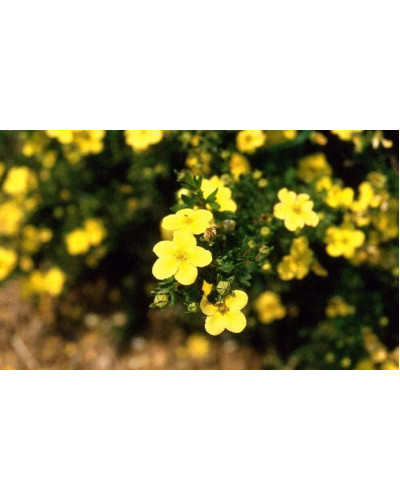 Перстач чагарниковий / Лапчатка кущова Голдфінгер | Potentilla fruticosa Goldfinger | Лапчатка кустарниковая Голдфингер