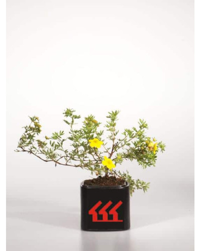 Перстач чагарниковий / Лапчатка кущова Голдфінгер | Potentilla fruticosa Goldfinger | Лапчатка кустарниковая Голдфингер