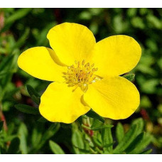 Перстач чагарниковий / Лапчатка кущова Голдфінгер | Potentilla fruticosa Goldfinger | Лапчатка кустарниковая Голдфингер