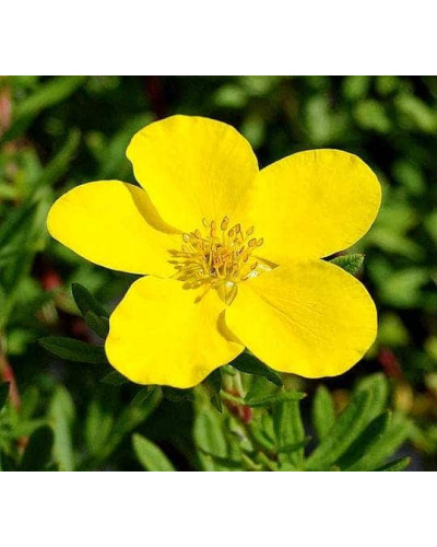 Перстач чагарниковий / Лапчатка кущова Голдфінгер | Potentilla fruticosa Goldfinger | Лапчатка кустарниковая Голдфингер