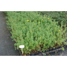Перстач чагарниковий / Лапчатка кущова Голдфінгер | Potentilla fruticosa Goldfinger | Лапчатка кустарниковая Голдфингер