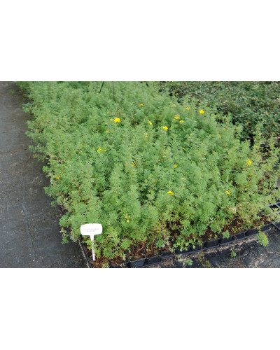 Перстач чагарниковий / Лапчатка кущова Голдфінгер | Potentilla fruticosa Goldfinger | Лапчатка кустарниковая Голдфингер