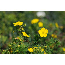 Перстач чагарниковий / Лапчатка кущова Голдфінгер | Potentilla fruticosa Goldfinger | Лапчатка кустарниковая Голдфингер