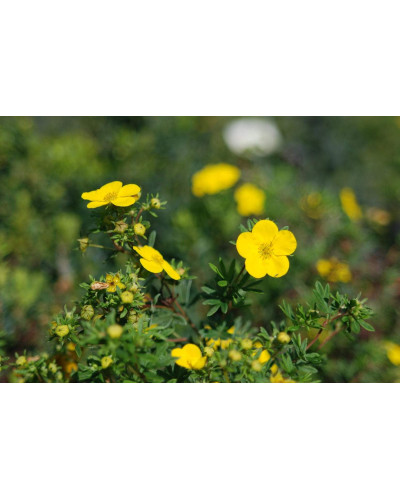 Перстач чагарниковий / Лапчатка кущова Голдфінгер | Potentilla fruticosa Goldfinger | Лапчатка кустарниковая Голдфингер