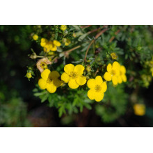 Перстач чагарниковий / Лапчатка кущова Голдфінгер | Potentilla fruticosa Goldfinger | Лапчатка кустарниковая Голдфингер