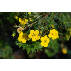 Перстач чагарниковий / Лапчатка кущова Голдфінгер | Potentilla fruticosa Goldfinger | Лапчатка кустарниковая Голдфингер
