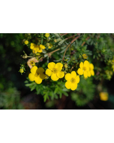 Перстач чагарниковий / Лапчатка кущова Голдфінгер | Potentilla fruticosa Goldfinger | Лапчатка кустарниковая Голдфингер