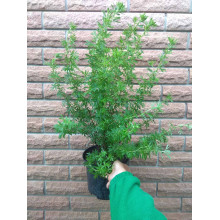 Перстач чагарниковий / Лапчатка кущова Голдфінгер | Potentilla fruticosa Goldfinger | Лапчатка кустарниковая Голдфингер