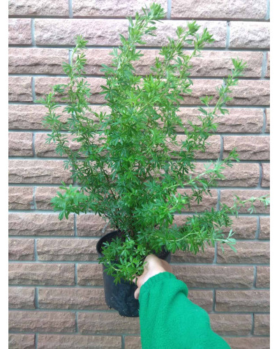 Перстач чагарниковий / Лапчатка кущова Голдфінгер | Potentilla fruticosa Goldfinger | Лапчатка кустарниковая Голдфингер