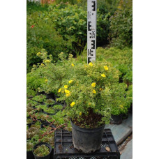 Перстач чагарниковий / Лапчатка кущова Голдфінгер | Potentilla fruticosa Goldfinger | Лапчатка кустарниковая Голдфингер
