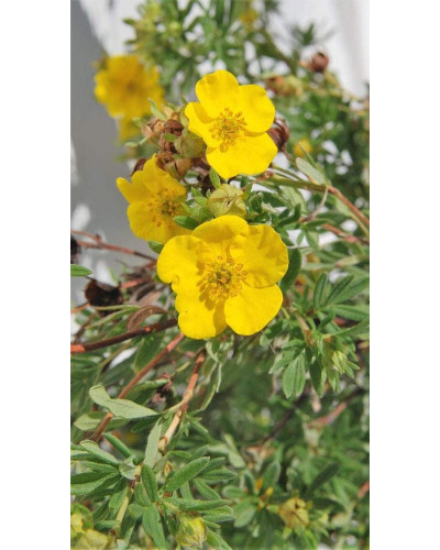 Перстач чагарниковий / Лапчатка кущова Голдфінгер | Potentilla fruticosa Goldfinger | Лапчатка кустарниковая Голдфингер
