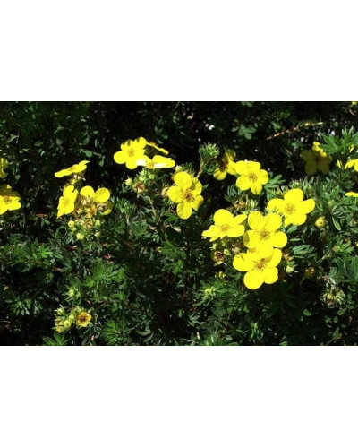 Перстач чагарниковий / Лапчатка кущова Голдфінгер | Potentilla fruticosa Goldfinger | Лапчатка кустарниковая Голдфингер