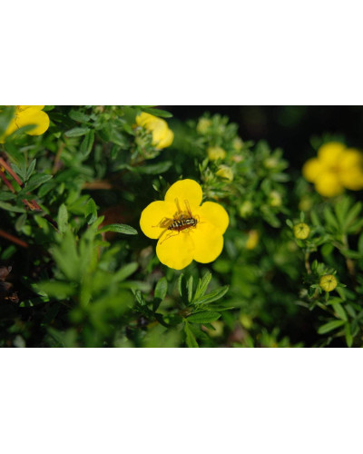 Перстач чагарниковий / Лапчатка кущова Голдфінгер | Potentilla fruticosa Goldfinger | Лапчатка кустарниковая Голдфингер