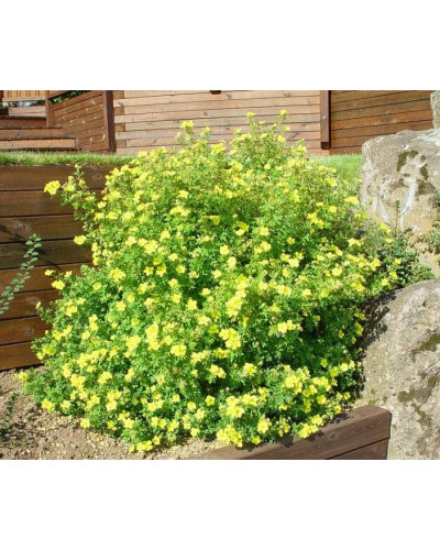 Перстач чагарниковий / Лапчатка кущова Голдфінгер | Potentilla fruticosa Goldfinger | Лапчатка кустарниковая Голдфингер