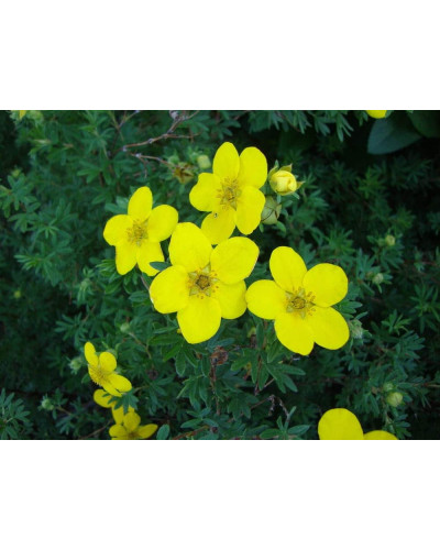 Перстач чагарниковий / Лапчатка кущова Голдфінгер | Potentilla fruticosa Goldfinger | Лапчатка кустарниковая Голдфингер