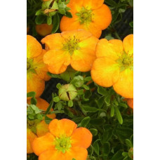 Перстач чагарниковий / Лапчатка кущова Белла Сол / Ханчдон | Potentilla fruticosa Bella Sol / Hanchdon | Лапчатка кустарниковая Бэлла Сол / Ханчдон